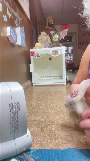 12/2/25 #2 The Lion Cut + FT/NT/ Himalayan Cat Grooming