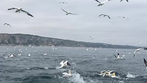 15K views · 1.2K reactions | Filming gannets out at sea near RSPB Bempton Cliffs with Yorkshire Coast Nature today ☺️ | Robert E Fuller | Facebook