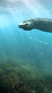 114K views · 25 reactions | Elasmosaurus was a marine reptile that...