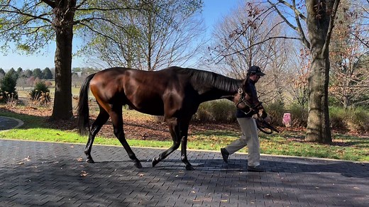 🎥 Among Ashford Stud's new stallions for 2023, two members of the Coolmore America quintet boast standout sire-making families: GI Preakness S. hero Early Voting (📸) and MGIW Jack Christopher! Watch the TDNtv feature: https://youtube.com/watch?v=37u6SPInhj8&feature=shares | Thoroughbred Daily News