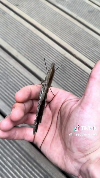 Morpho and Owl Butterfly Lifecycle 🦋 | butterfly