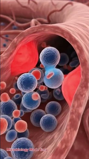 Inflammation healing process by immune system #microbiology #science #science