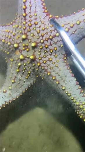 Rare Golden Starfish Underwater Close-Up! 😱 #shorts
