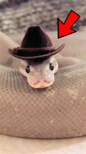 Ball Python Cutest Pet Snake 😍