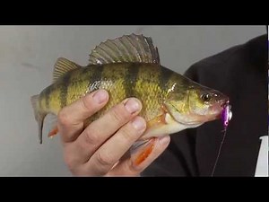 How to Choose Lure Colors for Ice Fishing