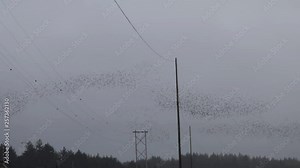 Murmuration, Hundreds of birds flying together in unison creating different shapes in the sky, changing direction, going apart and coming together. Birds of a feather flock together.