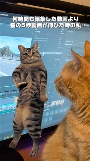 何時間も編集した動画より、猫の5秒動画が伸びた時🤣 #猫ミーム #Shorts