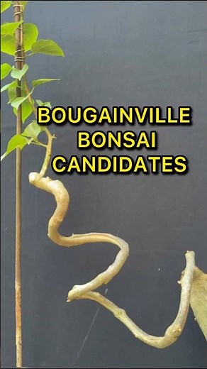 Easy Ways to Shape Bougainvillea Stems
