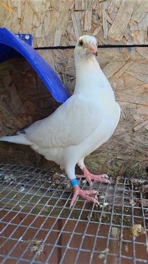 last 3 young birds of this year | #RacingPigeon | #Homer | #Kabutar