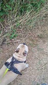 vlog 71 denvers daily walks