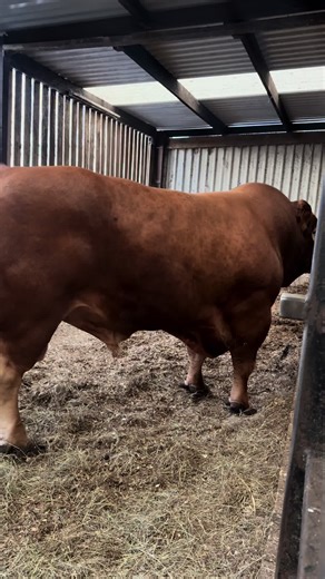 Insights into Bull Farming Dynamics