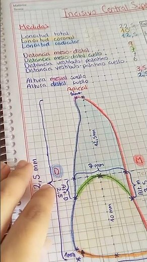 Dibujemos el Incisivo central superior derecho #anatomiadentaria