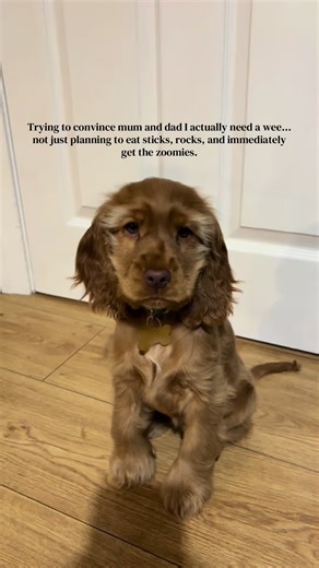 The Mischievous Adventure of a Cute Cocker Spaniel