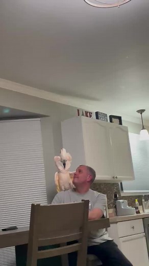Tango the Cockatoo Yelling in Dad's Ear | Funny Parrot Videos