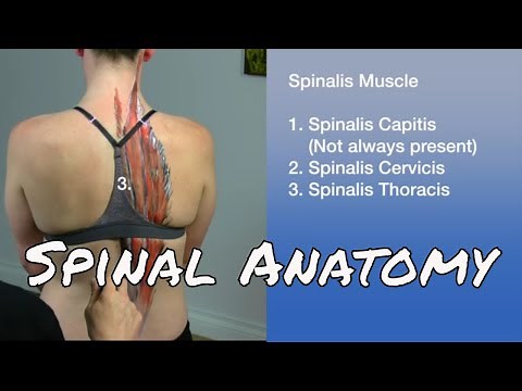 Spinal Anatomy - 18 Muscles of the Spine
