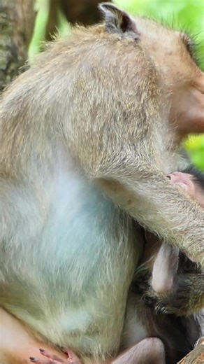 #babiesmonkey49 #viral #animal #natura #wildlife