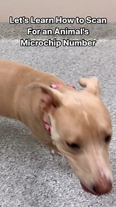 1.2K views · 23 reactions | ✨Happy Check the Chip Day! Let’s scan for...