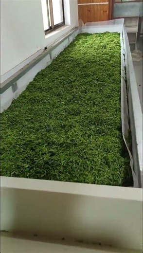 Tea Withering Trough Machine (Complete Machine) DL-6CWD-580 #machine