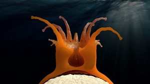 Animation of coral polyps anatomy and biology.