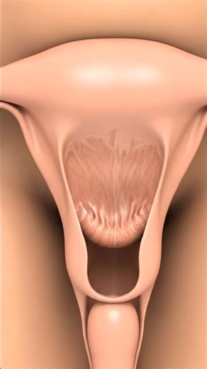 Uterus Contractions You Cannot See#shorts #science #anatomy