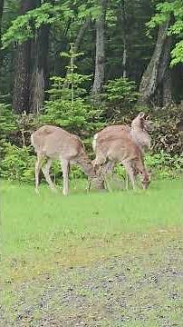 JAPAN, HOKKAIDO, SHARI | Explore Shiretoko National Park (UNESCO World Heritage) off beaten path!