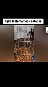 110K views · 3.8K reactions | Leonardo Fabio Rodriguez Flores on Reels | Facebook