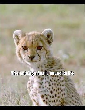 The Risk of Hunting Prey and Survival Tactics of an Adult Antelope. #shorts #wildlife #viral