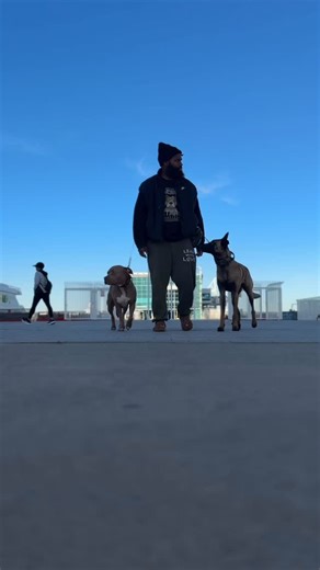 The Bully Bunch on Instagram: "Good morning from the divas I always like to make our walks more interactive for them. I like to make everything a “game” also known as building patterns they can understand. I physically can’t exhaust @princess_arya_bark but I can drain her mentally. And I like challenging @sweeti_gigi when Arya is around. Who my dogs are together are very different than who they are individually. Our morning walks are always filled with fulfillment. #community #dogtraining #dontb