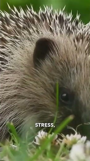 Fascinating Hedgehog Behaviors Temperature Regulation, Territory, and Ecological Importance