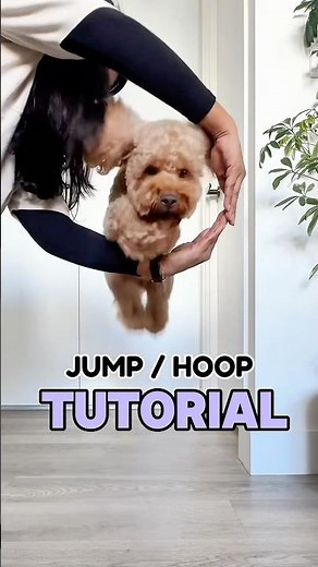 How to teach your dog to jump - Dog trick tutorial ‘Jump’ / hoop