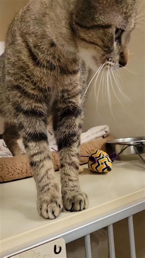 Meet Eleanor! Sometimes when pets come into the shelter, they need time to acclimate. Especially when they may be pregnant. But not Eleanor. This girl, from the start, was lovey-dovey, interactive, chill, and so affectionate. And she was the same way going into her foster home where she had her babies! She will be back at MHS ready to meet you on Thursday, May 29th. We want to share a note from her foster mom with you: "Momma Eleanor has been sweet since the first day. She was dropped off behind