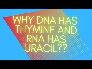 Why DNA has thymine and RNA has uracil??