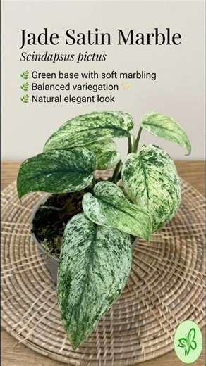 🌿 You think you know Scindapsus? 👀Wait till you see all 17… #indoorplants #plantlovers #plants