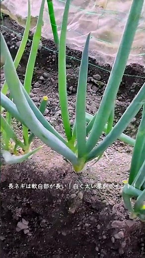 家庭菜園のネギ大調査！品種を見分けるポイントとは？#家庭菜園#ネギ栽培