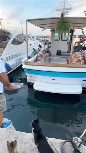 137K views · 687 reactions | very day, this man jumps onto his boat to feed a sea turtle. The most interesting part is that the turtle knows exactly when he’s calling her to eat. This shows jus | CinemaCircle | Facebook