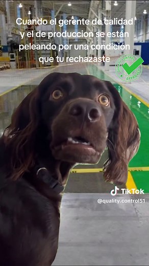 Memes de Control de Calidad: ¡Y ahora qué hago? 😰