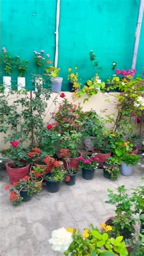 Terrace garden overview part 34 🟢#gardening #villagelife #youtubeshorts