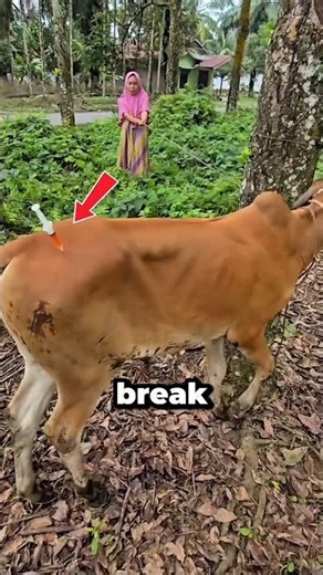 The Cow Injection Method That Prevents Panic! #shorts
