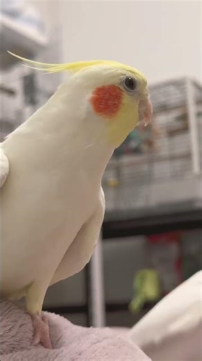 看一下再唱一下The Never-ending Cockatiel Party Channel#birds #parrot #cute #budgies #cockatiel #pet#shorts
