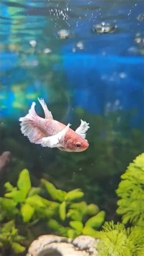 Trending Viral Video 🐟🐠#shorts