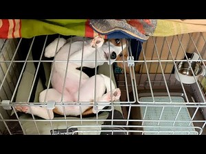 【子犬の1日に密着】生後5ヶ月～室内犬のタイムスケジュール【1日のルーティン】Beagle Puppy