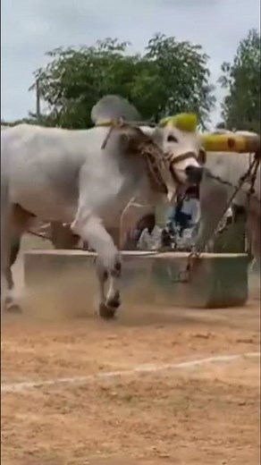#shortsfeed #ongolebulls #golbari #trendingreels #victory #dangerousbull