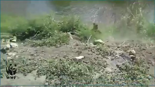 Man Fights Monkey for Sitting on His Motorcycle, Gets Ass Kicked