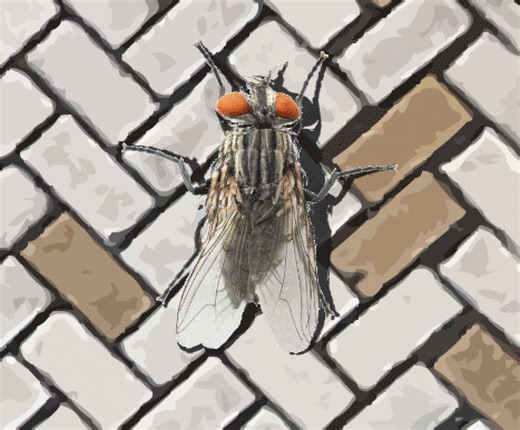 a fly in the array by zegeer