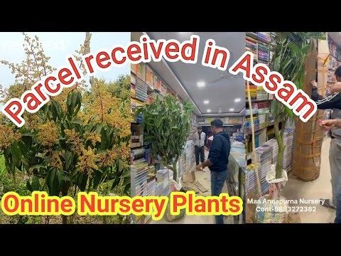 Parcel received in Assam।।Ma Annapurna Nursery।।WhatsApp only 9883272382,9832745052 and 8509249218।।