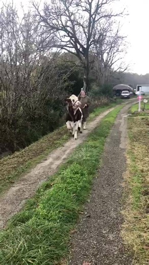 Violette et les ânes