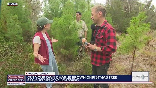 Cut your own Charlie Brown Christmas Tree