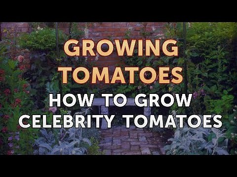 How to Grow Celebrity Tomatoes