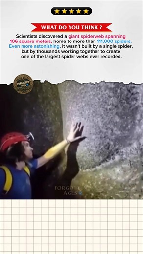 Scientists Found a Spider Web With 111,000 Spiders 😱 #history #facts