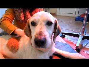 2.9K views · 69 reactions | Roble fue recogido con graves problemas...